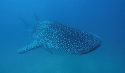 Whale shark photo'd on freedibve to 6m in sodwan bay sout... by Andrew Woodburn 